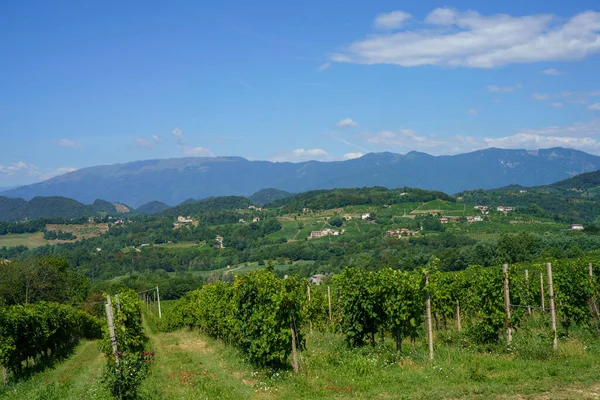 夏にはトレビソ州 ヴェネト州 イタリアの検察官Coneglianoワインの道に沿ってブドウ畑 ユネスコ世界遺産 — ストック写真