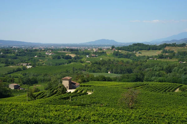 意大利威尼托特雷维索省Prosecco Conegliano Wines公路沿线的葡萄园 Unesco世界遗产场址 — 图库照片