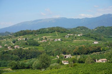 Yaz mevsiminde İtalya 'nın Veneto kentindeki Treviso ilindeki Prosecco e Conegliano Şarapları yolunda bulunan üzüm bağları. Unesco Dünya Mirası Sitesi