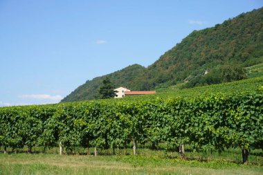 Yaz mevsiminde İtalya 'nın Veneto kentindeki Treviso ilindeki Prosecco e Conegliano Şarapları yolunda bulunan üzüm bağları. Unesco Dünya Mirası Sitesi