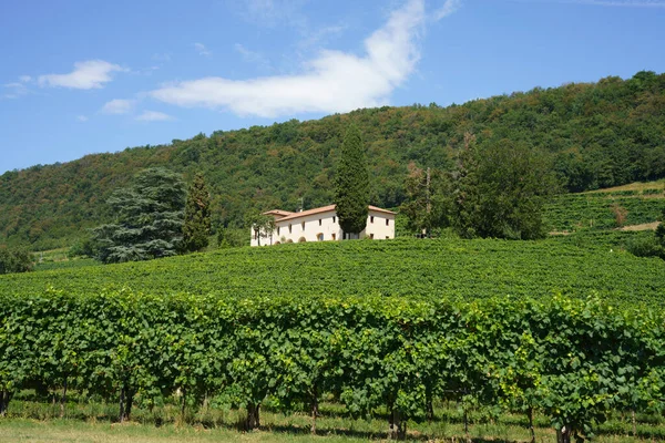 Vignobles Long Route Prosecco Conegliano Vins Dans Province Trévise Vénétie — Photo