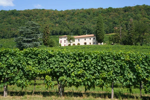 夏にはトレビソ州 ヴェネト州 イタリアの検察官Coneglianoワインの道に沿ってブドウ畑 ユネスコ世界遺産 — ストック写真