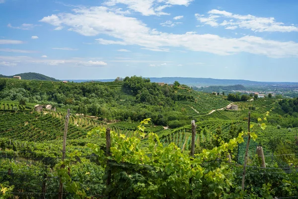Winnice Wzdłuż Drogi Prosecco Conegliano Wina Prowincji Treviso Veneto Włochy — Zdjęcie stockowe
