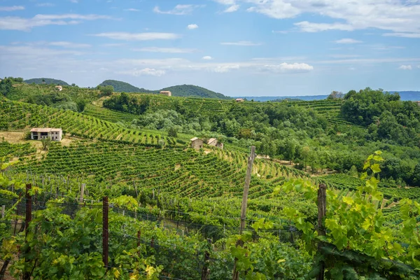 Vinodlingar Längs Vägen Prosecco Conegliano Wines Treviso Provinsen Veneto Italien — Stockfoto