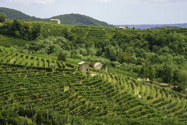 Winnice Wzdłuż Drogi Prosecco Conegliano Wina Prowincji Treviso Veneto Włochy — Zdjęcie stockowe