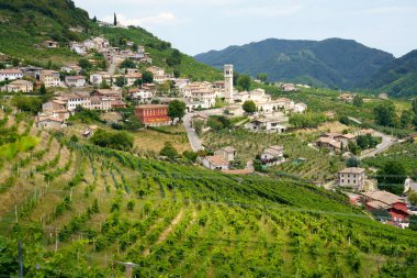 Yaz mevsiminde İtalya 'nın Veneto kentindeki Treviso ilindeki Prosecco e Conegliano Şarapları yolunda bulunan üzüm bağları. Unesco Dünya Mirası Sitesi