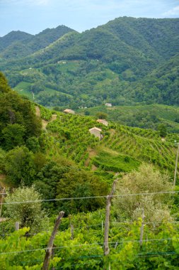 Yaz mevsiminde İtalya 'nın Veneto kentindeki Treviso ilindeki Prosecco e Conegliano Şarapları yolunda bulunan üzüm bağları. Unesco Dünya Mirası Sitesi