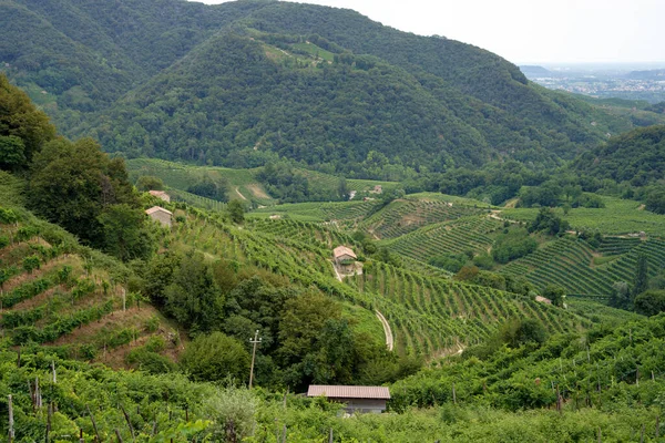 Szőlőültetvények Prosecco Conegliano Wines Mentén Treviso Tartományban Veneto Olaszország Nyáron — Stock Fotó