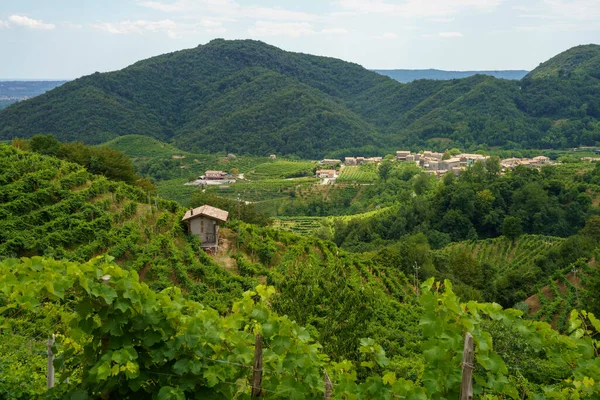 Vinodlingar Längs Vägen Prosecco Conegliano Wines Treviso Provinsen Veneto Italien — Stockfoto