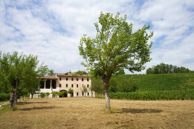 Yaz mevsiminde İtalya 'nın Veneto kentindeki Treviso ilindeki Prosecco e Conegliano Şarapları yolunda bulunan üzüm bağları. Unesco Dünya Mirası Sitesi