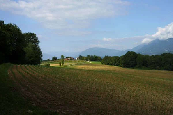 Weg Bij Villiago Sedico Provincie Belluno Veneto Italië Zomer — Stockfoto