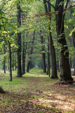 Trees in the Monza park, Lombardy, Italy, in October