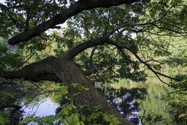 The Sempione park in Milan, Lombardy, Italy at October