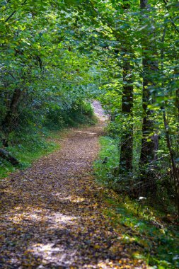 Path in the park of Lambro valley, Monza Brianza province, Lombardy, Italy, in October