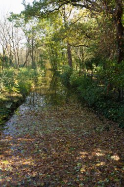 Monza Park 'ta sonbahar, Brianza, Lombardy, İtalya