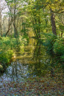 Monza Park 'ta sonbahar, Brianza, Lombardy, İtalya