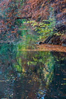 Autumn in the Montanelli park at Milan, Lombardy, Italy