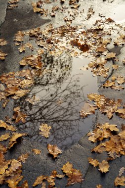 Milan, Lombardy, Italy: fallen leaves in autumn along via Leon Battista Alberti