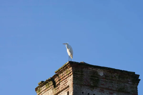 Mailand Lombardei Italien Alte Gebäude Entlang Des Naviglio Pavese Kanal — Stockfoto