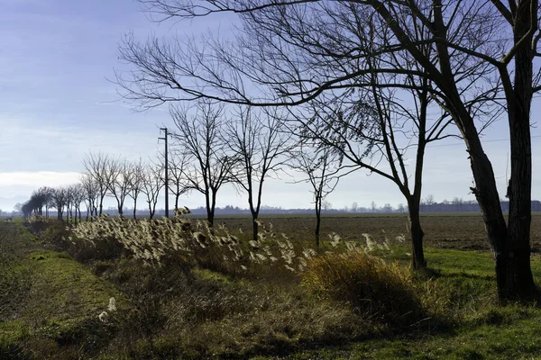 Сельский Пейзаж Зимой Провинции Павия Чертозы Берегуардо Ломбардия Италия — стоковое фото