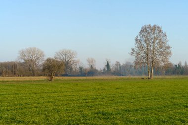 Şubat ayında Muggiano, Milan, Lombardiya, İtalya yakınlarındaki kırsal alan