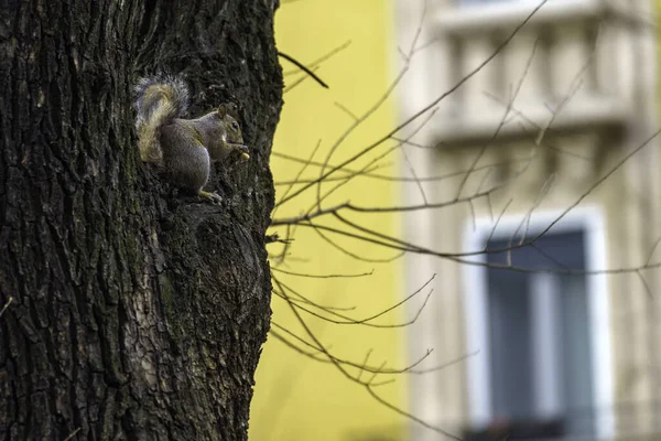 Ein Eichhörnchen Der Emanuele Filiberto Mailand Lombardei Italien — Stockfoto