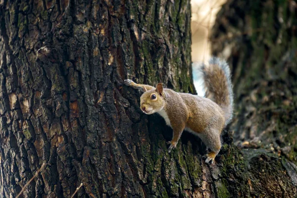 Ein Eichhörnchen Der Emanuele Filiberto Mailand Lombardei Italien — Stockfoto