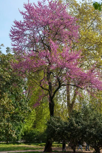 Park Giardini Montanelli Mailand Lombardei Italien Frühling — Stockfoto