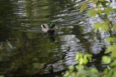 Giardini Montanelli olarak bilinen park Milano, Lombardy, İtalya 'da, baharda