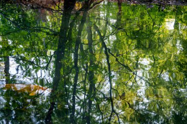 Baharda Lombardy, İtalya 'da Giardini Montanelli olarak bilinen park. Bir sazan.