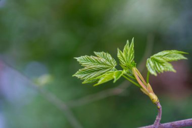 Giardini Montanelli olarak bilinen park Milano, Lombardy, İtalya 'da, baharda
