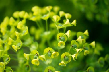 İlkbaharda (Nisan) Milano, Lombardy, İtalya 'daki Citylife Park' ta sarı çiçekler