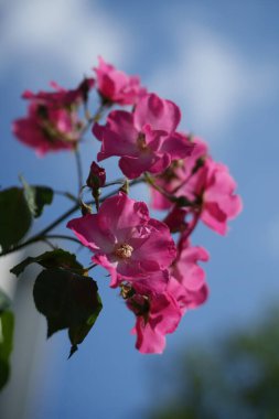 İlkbaharda İtalya 'nın Milano kentinde Pasubio yoluyla çiçekler