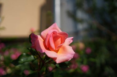 İlkbaharda İtalya 'nın Milano kentinde Pasubio yoluyla çiçekler