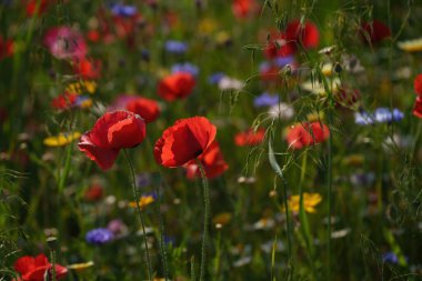 İlkbaharda Biblioteca degli Alberi, Porta Nuova, Milan, Lombardy, İtalya 'da çiçekler)