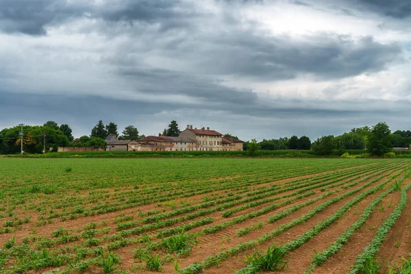 Landsbygdslandskap Nära Borgarello Paviaprovinsen Lombardiet Italien Juni — Stockfoto