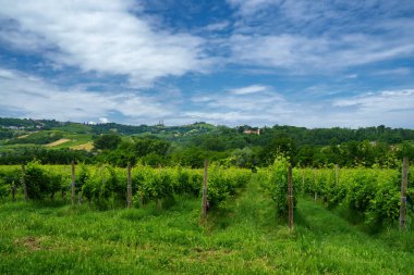 Oltrepo Pavese tepeleri, Pavia ili, Lombardy, İtalya, baharda. Üzüm bağları