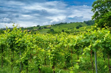 Oltrepo Pavese tepeleri, Pavia ili, Lombardy, İtalya, baharda. Üzüm bağları
