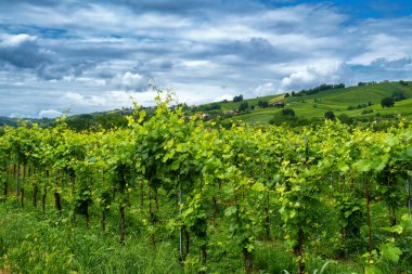 Oltrepo Pavese tepeleri, Pavia ili, Lombardy, İtalya, baharda. Üzüm bağları