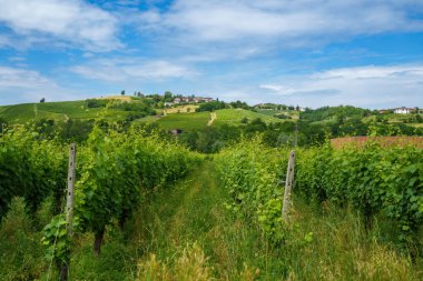 Oltrepo Pavese tepeleri, Pavia ili, Lombardy, İtalya, baharda. Üzüm bağları