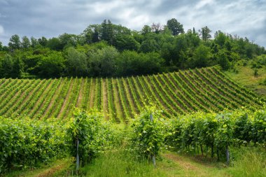 Oltrepo Pavese tepeleri, Pavia ili, Lombardy, İtalya, baharda. Üzüm bağları