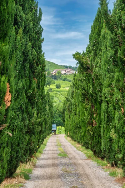 春にはイタリアのロンバルディア州パヴィア州オルトレポ パヴェーゼの丘 ブドウ畑 — ストック写真