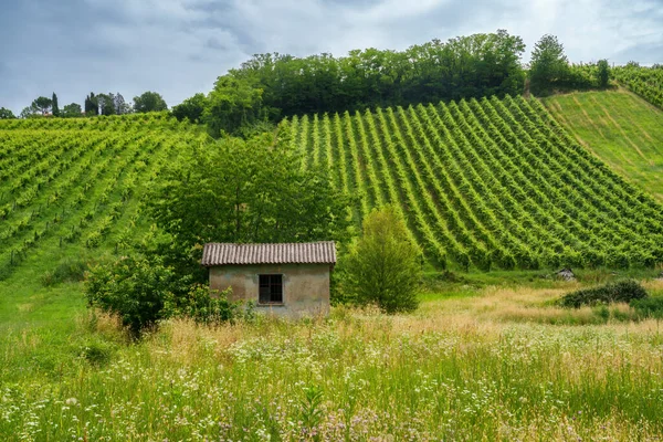 Oltrepo Pavese tepeleri, Pavia ili, Lombardy, İtalya, baharda. Üzüm bağları