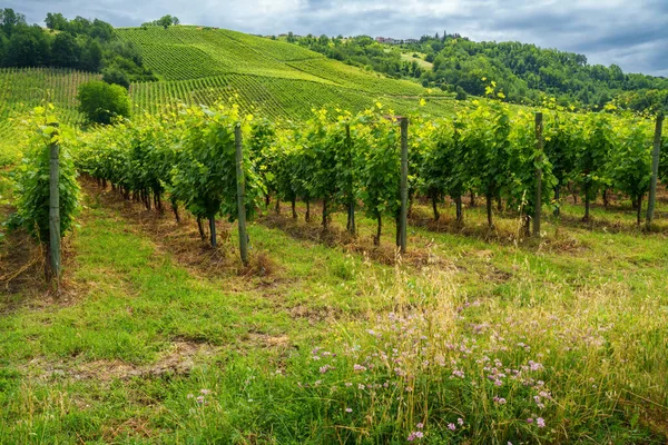 Hills Oltrepo Pavese Pavia Province Lombardy Italy Springtime Vineyards — Stock Photo, Image