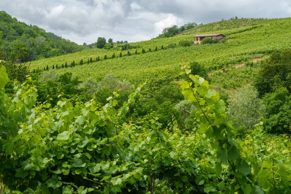 Hügel Von Oltrepo Pavese Provinz Pavia Lombardei Italien Frühling Weinberge — Stockfoto