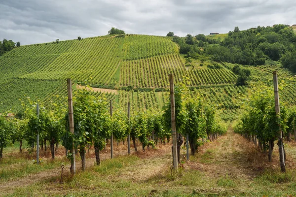 Wzgórza Oltrepo Pavese Prowincja Pavia Lombardia Włochy Wiosną Winnice — Zdjęcie stockowe