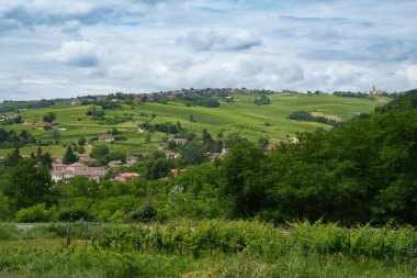 Oltrepo Pavese tepeleri, Pavia ili, Lombardy, İtalya, baharda. Üzüm bağları