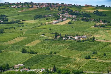Oltrepo Pavese tepeleri, Pavia ili, Lombardy, İtalya, baharda. Üzüm bağları