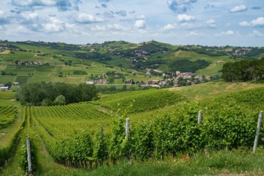 Oltrepo Pavese tepeleri, Pavia ili, Lombardy, İtalya, baharda. Üzüm bağları