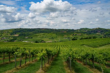 Oltrepo Pavese tepeleri, Pavia ili, Lombardy, İtalya, baharda. Üzüm bağları